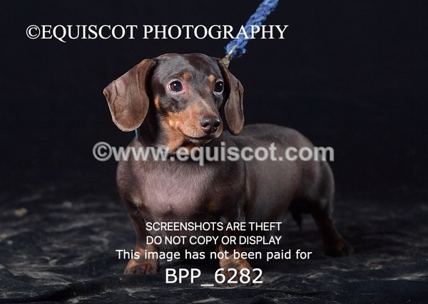 BPP_6282 - LESLEY GRANGER DOGS