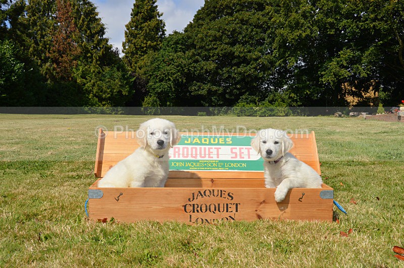  - Golden Retrievers