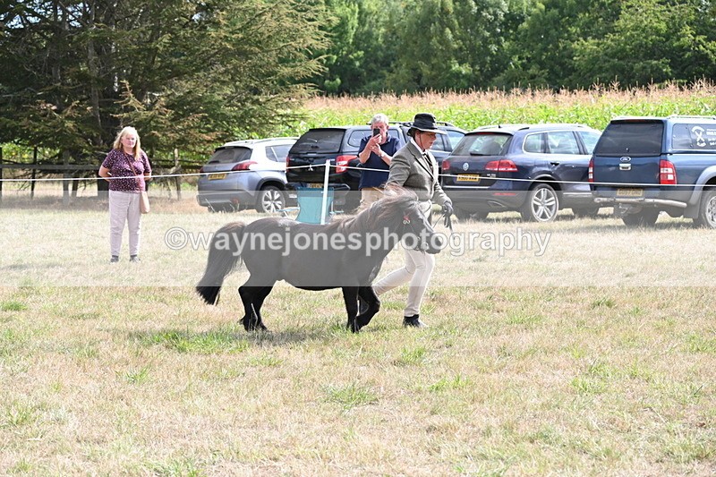 WJ6_7036 - Class 21 Shetland & Mini Horses