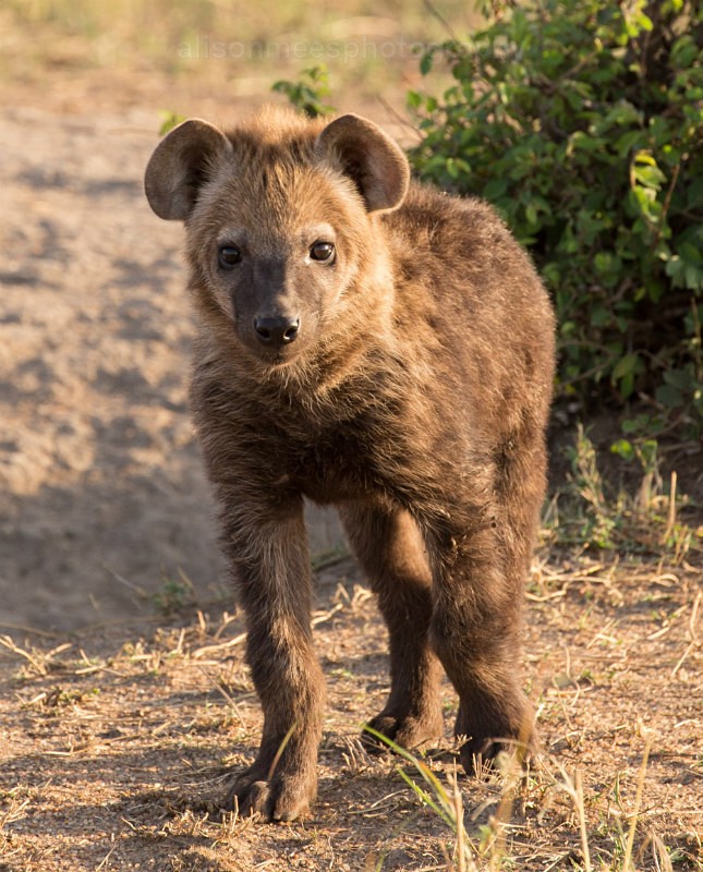  - African Safaris