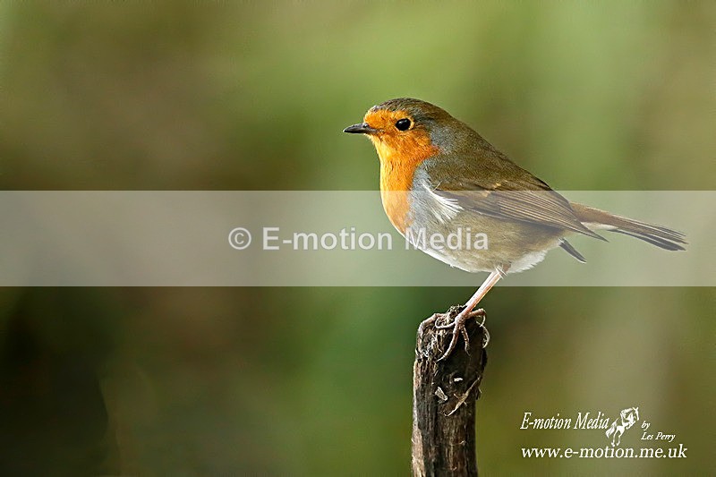 Robin M 140116 2