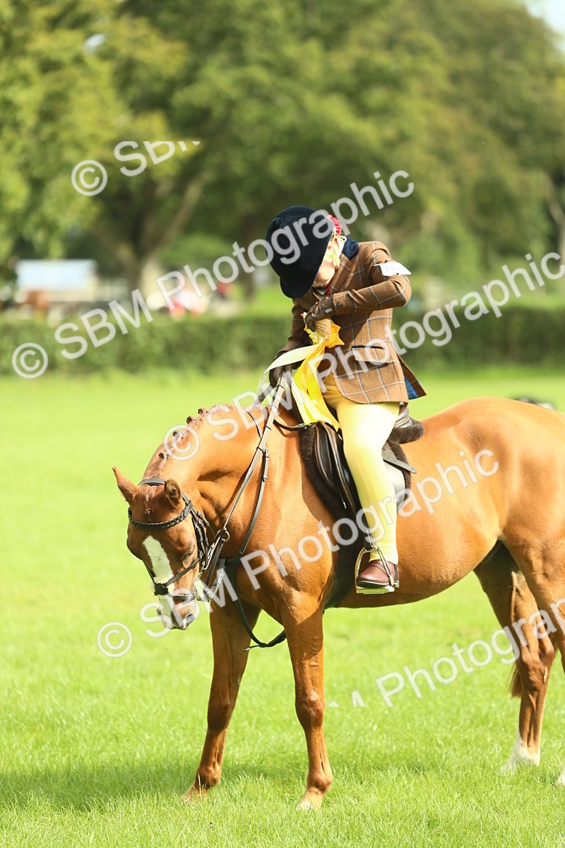SBM_44828 - S31 - Working Hunter Pony