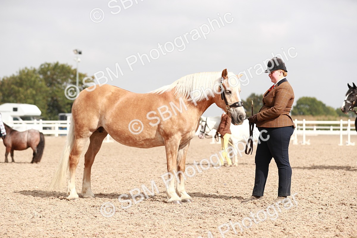 SBM_11858 - Class 206 IH Non Show Type Pony