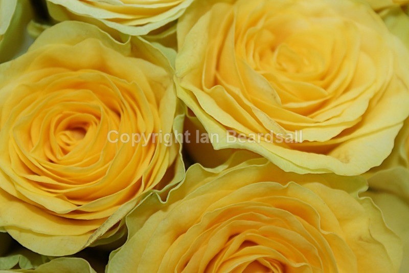 IMG_3080 Adj - Flowers