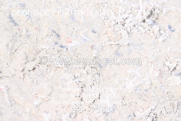 BPP_7388 - RING 1  (RIDDEN HORSES / IN HAND / VETERAN ETC)