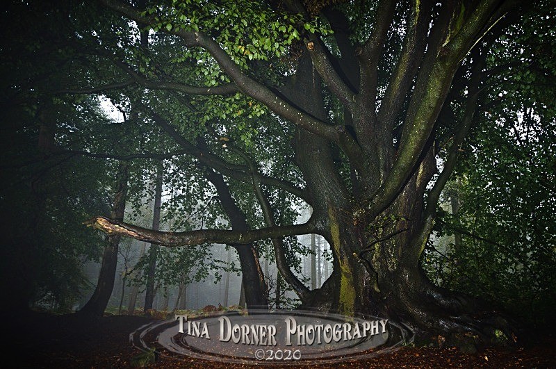 Autumn Forest of Dean. Tina Dorner Photography