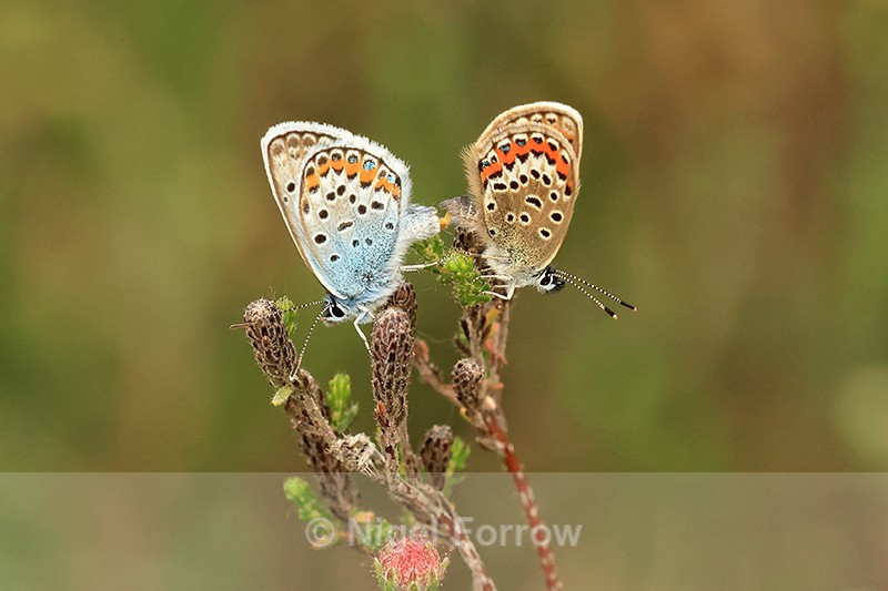 Silver-studded Blue butterflies mating, Arne RSPB, Dorset - INSECTS
