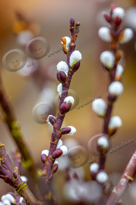 IMG_5477 - Plants and trees