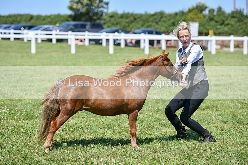 DSC_7166 - Class 61: Miniature Horse 4yrs & over