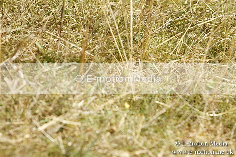 _BS_0840 - BVRC Show 2018 Ring 1