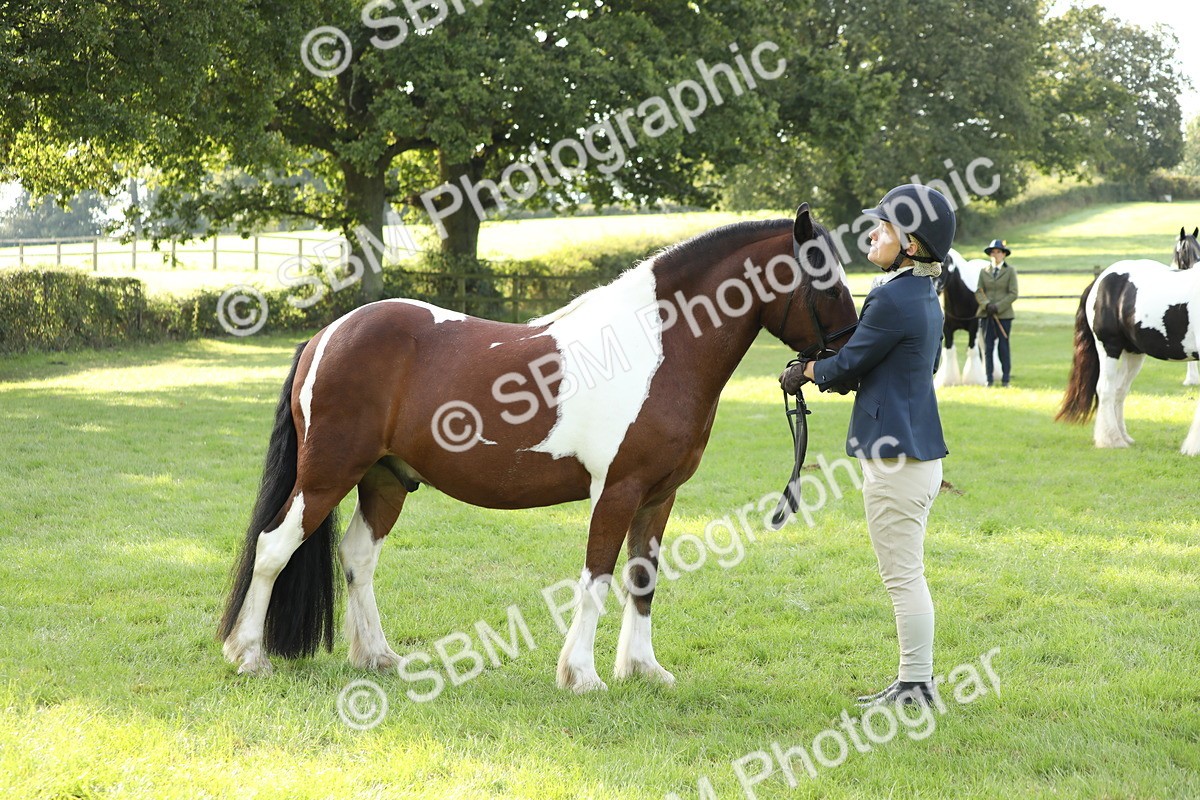 SBM_60931 - S43 - Coloured Pony In Hand