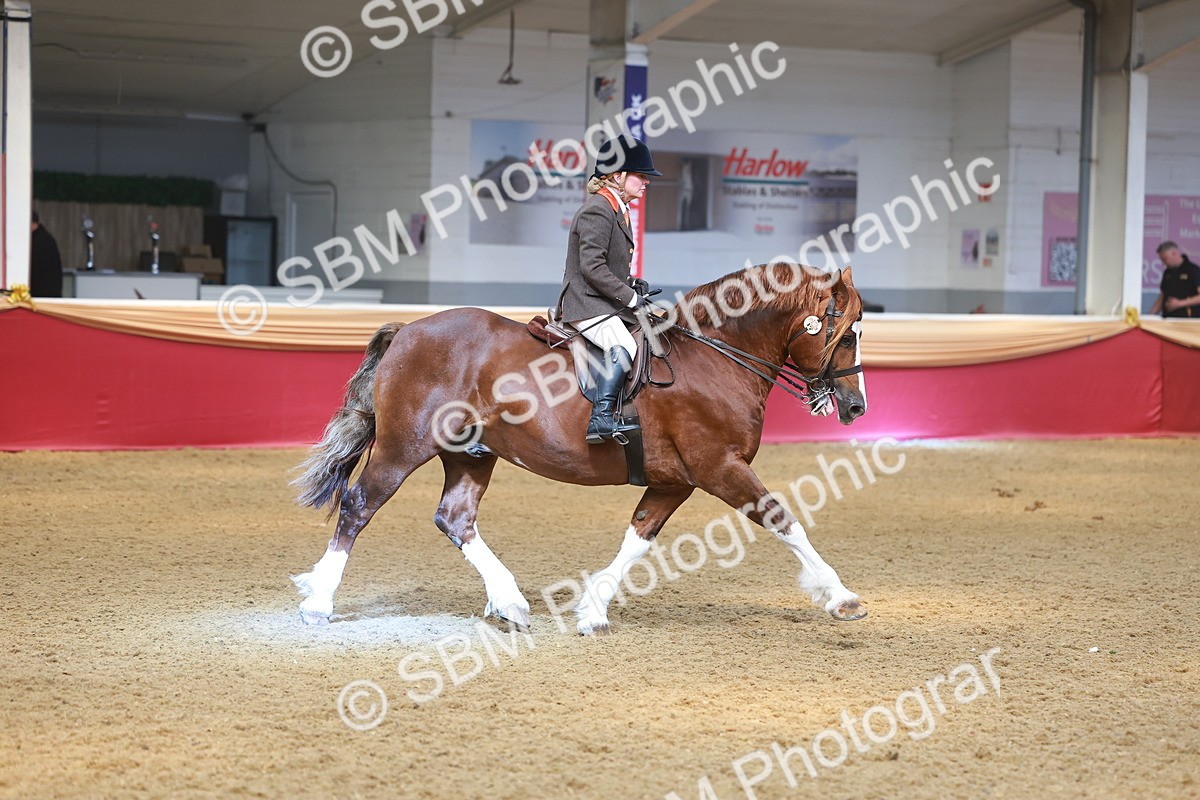 SBM_12530 - Class 103 - HOYS Veteran Qualifier - Ridden Pre Vet