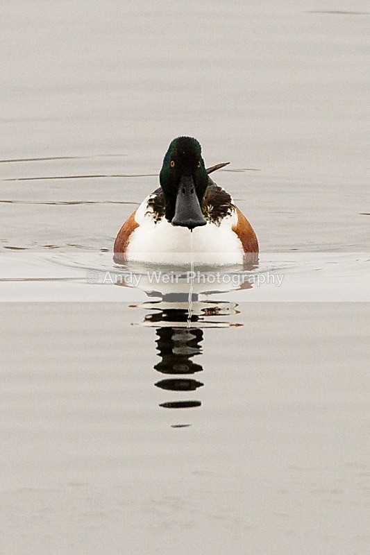 20120212-_MG_8628 - Shoveler