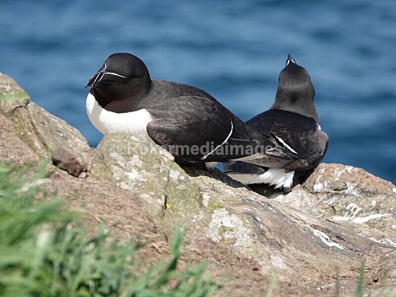 DSC00432 - Skomer 2019