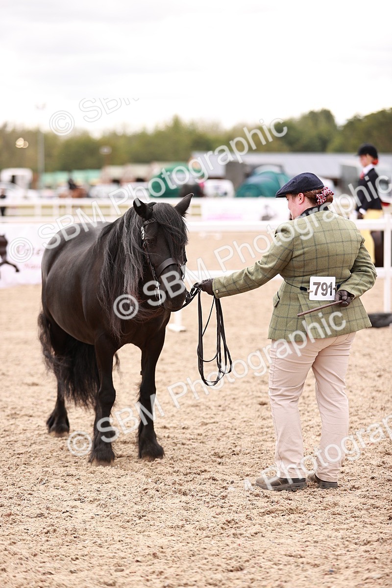 SBM_16114 - Class 411 - Prettiest Mare - (IH or Ridden Adult)