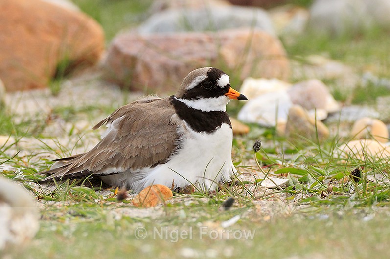 Ringed Plover sitting on a nest on the shore of Loch Indaal, Islay - Ringed Plover