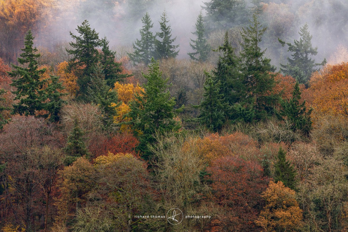 Variation of Autumn - Woodland