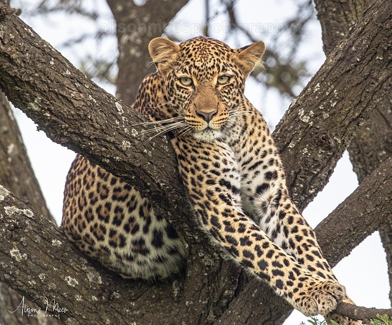  - African Safaris