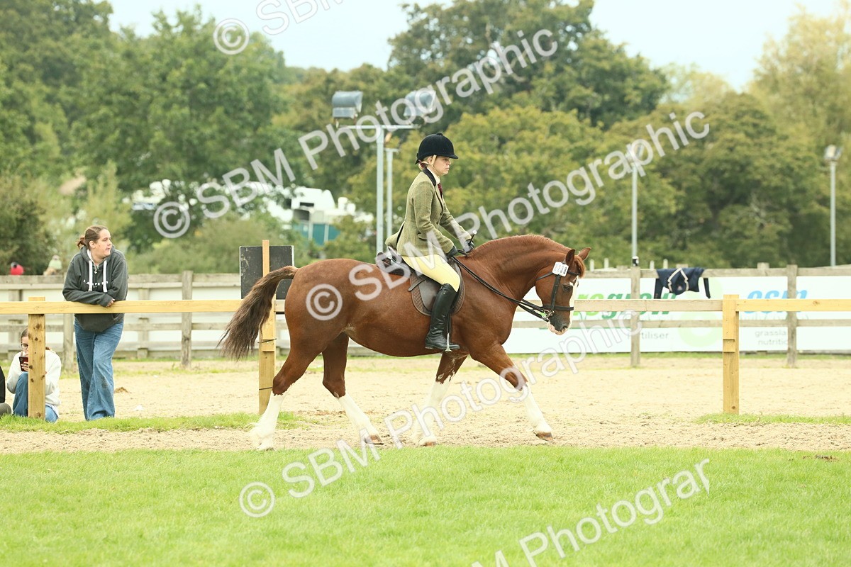 SBM_72109 - S60 - Mountain & Moorland Ridden Large Breeds