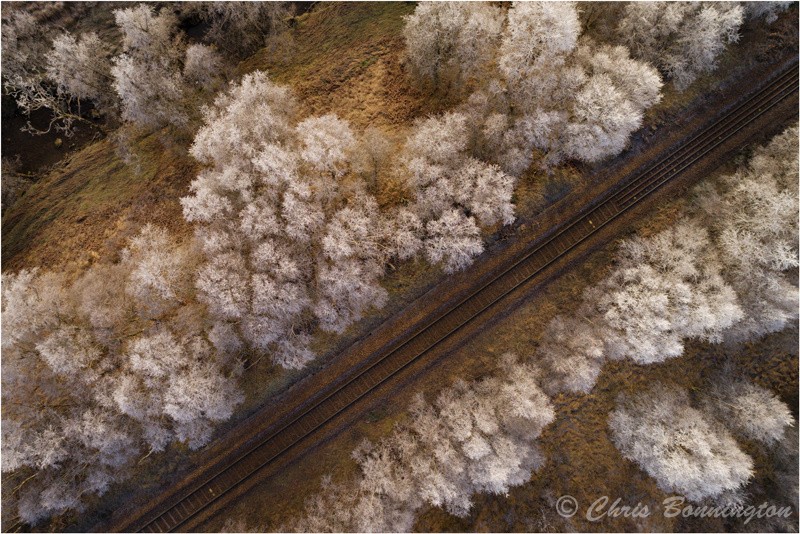Frosty Trees - Aerial