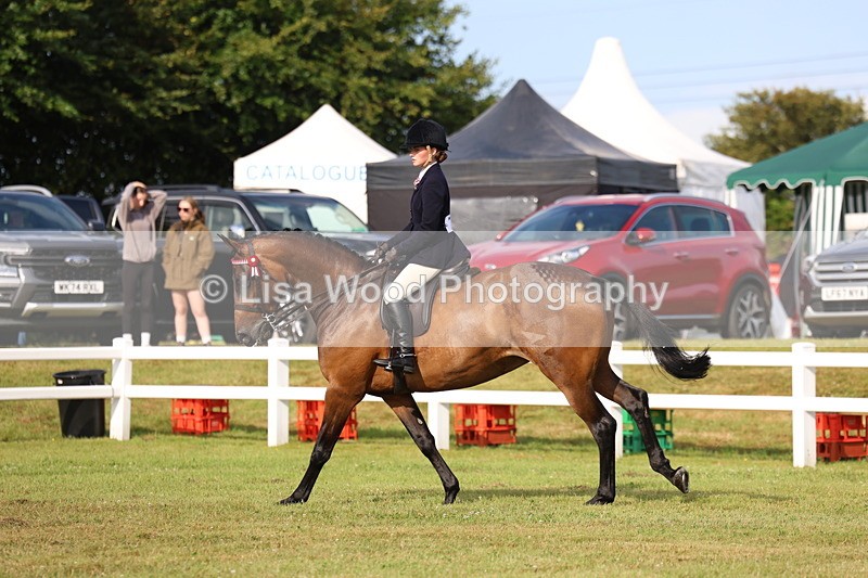 3E7A8159 - Class 2: Rising Star Large Hack/Riding Horse