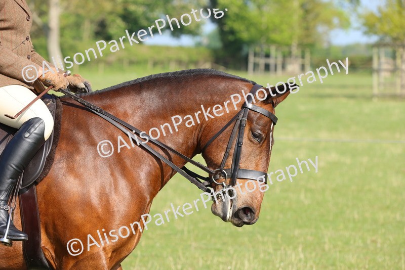 20250427-0478 - Class 17 - Novice Showing