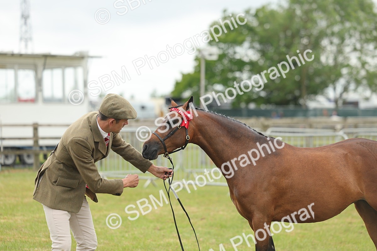 SBM_05572 - Class 68-73 - Riding Pony Breeding