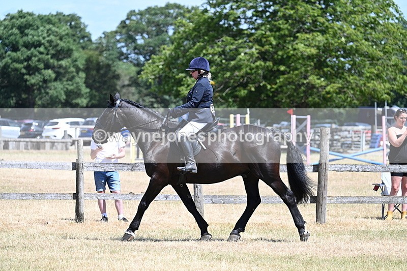 WJ7_2786 - Class 7 Riding Club Show Horse