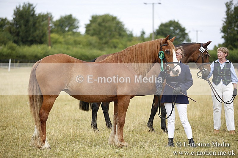 _C7A9454 - BVRC Sow 2018 Ring 2