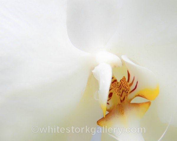White Orchid - Up Close !