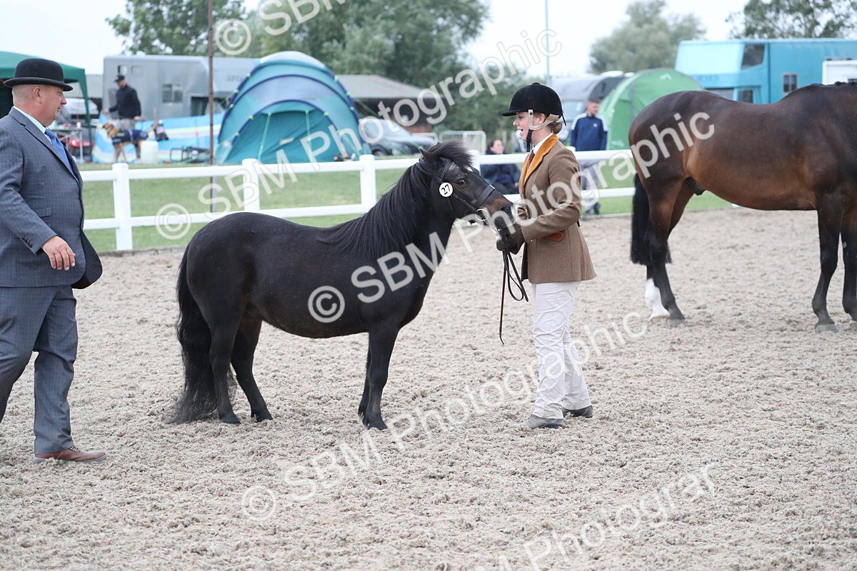 SBM_18388 - Class 318 IH Part bred Horse/Pony