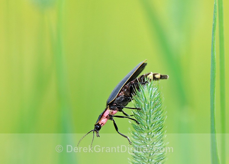 Pyractomena borealis Firefly