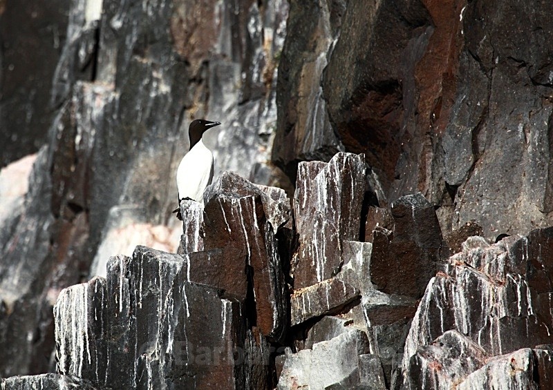 Common Guillemot 3056 - Wildlife