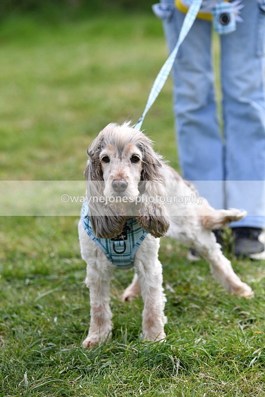 WJ5_0215 - Class 5 Best Veteran / 7 years & over