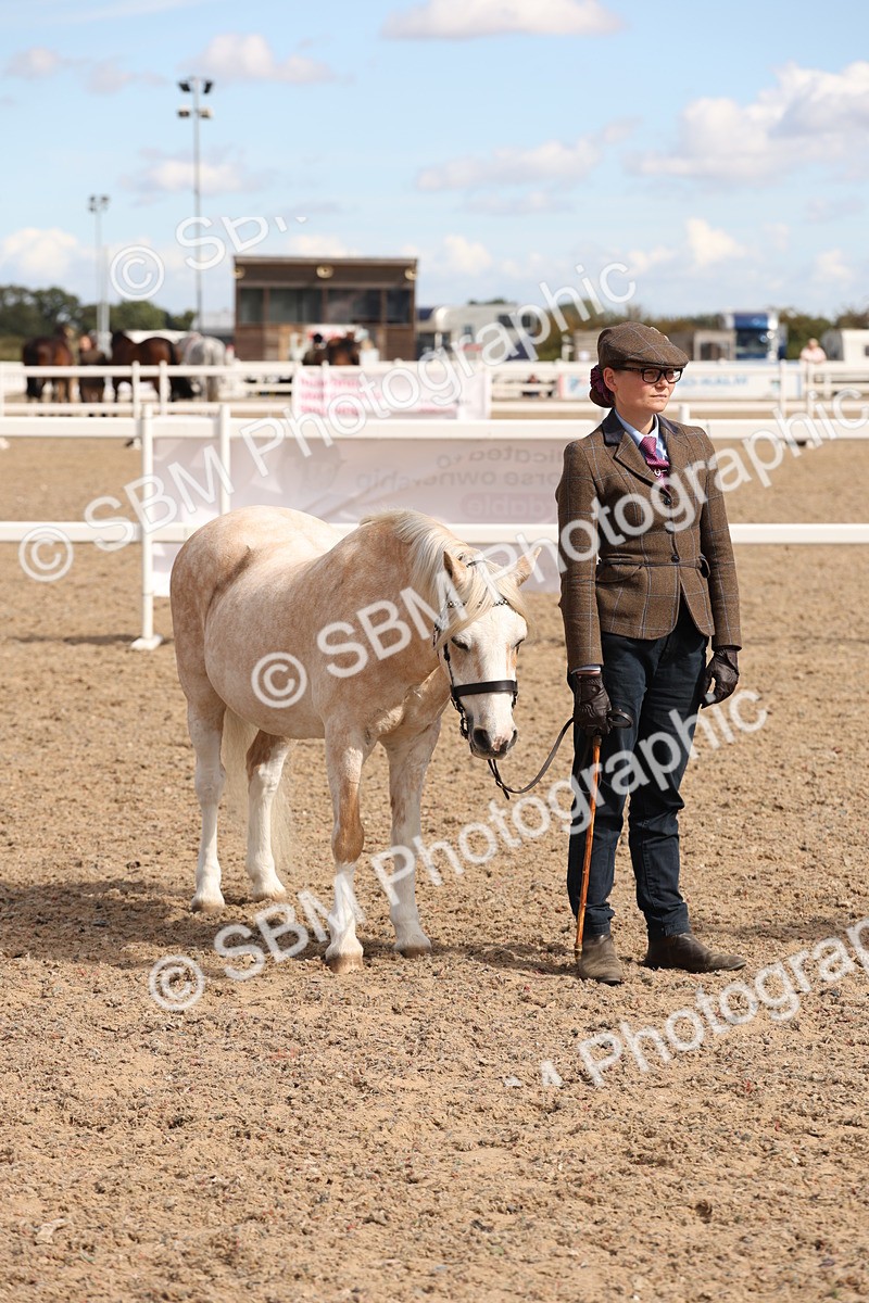 SBM_13970 - Class 205 - IH Show Pony - Show Hunter Pony