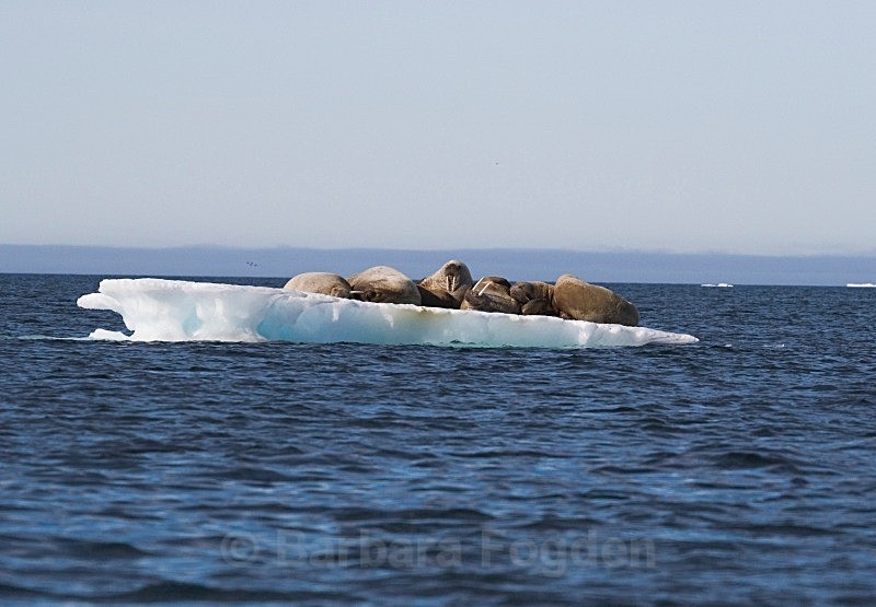 Walrus 9239 - Wildlife