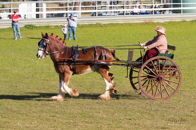 One horse and cart 5. 0A3A9539 - 2025 Senic Rim Clydesdale Spectacular