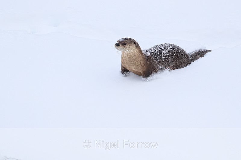 River Otter sliding on snow, Yellowstone River, Wyoming, USA - Otter