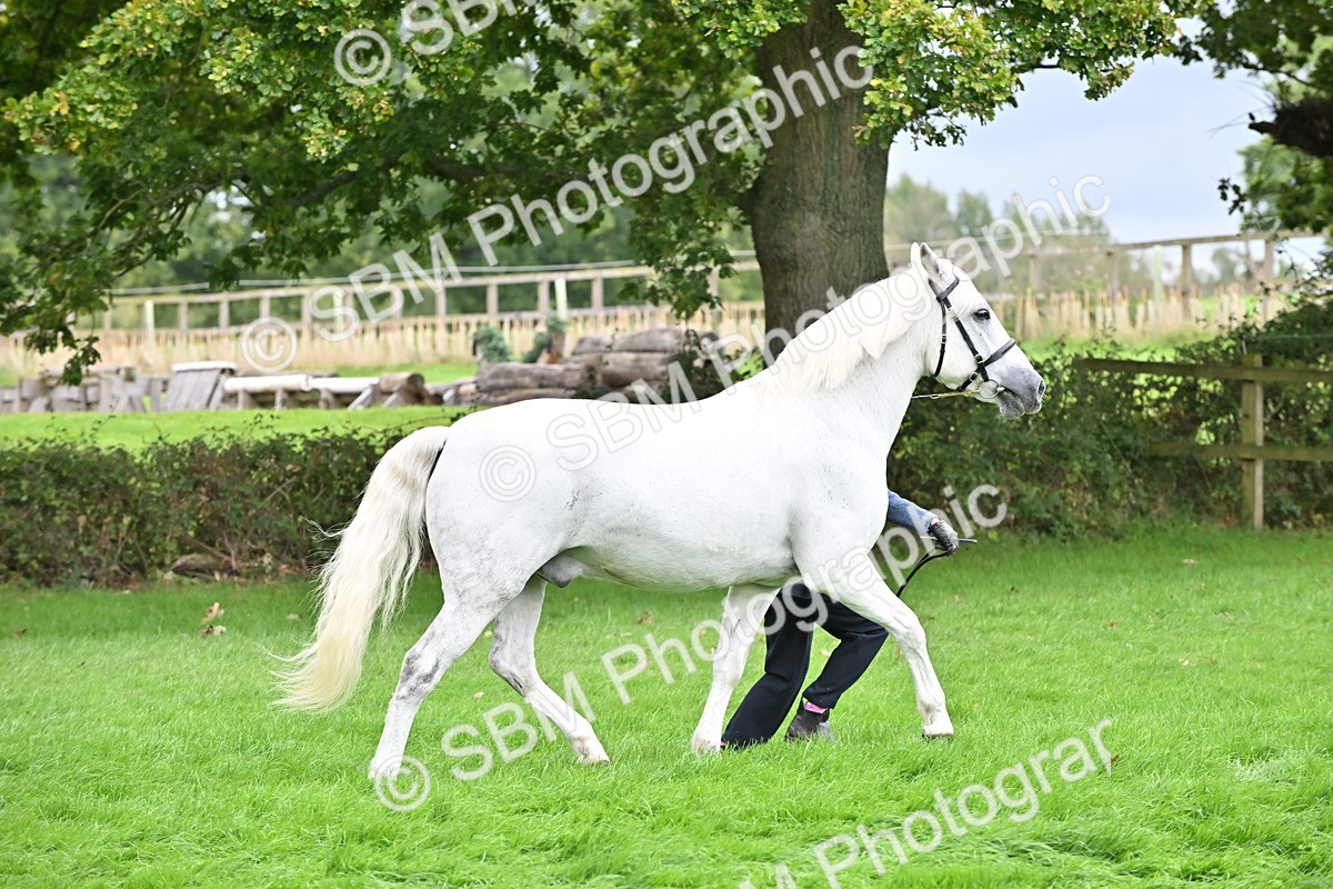 SBM_63292 - S49 - Mountain & Moorland In Hand Large Breeds