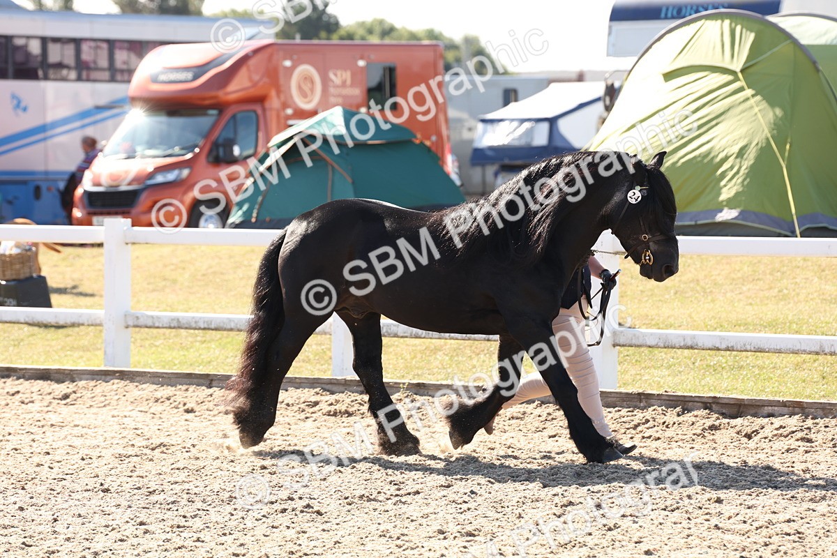SBM_12879 - Class 206 - IH Non Show Type Pony