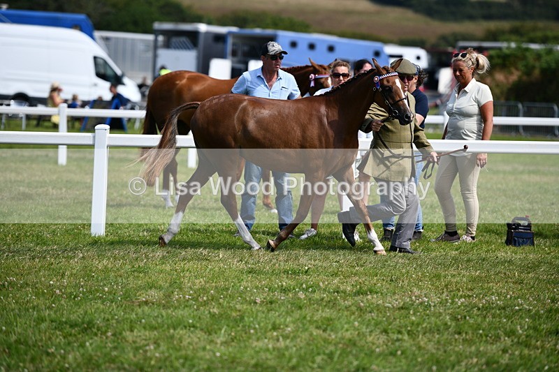 DSC_8265 - Class 68: Part Bred In Hand M & M