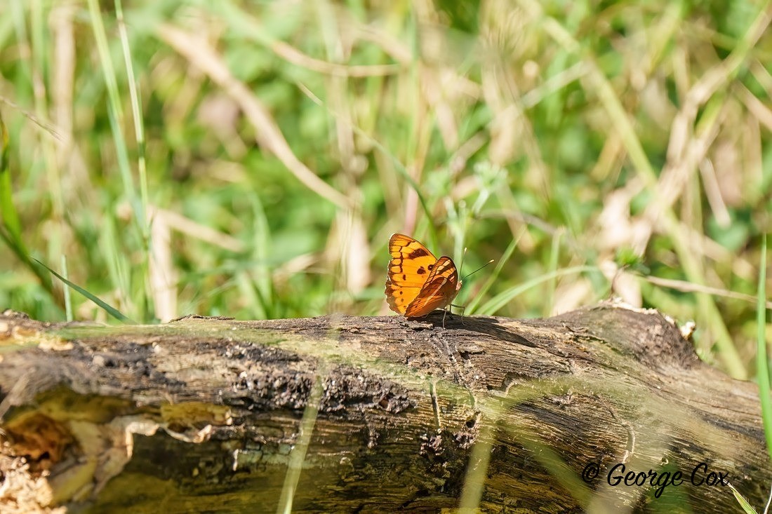Baronet Butterfly - India