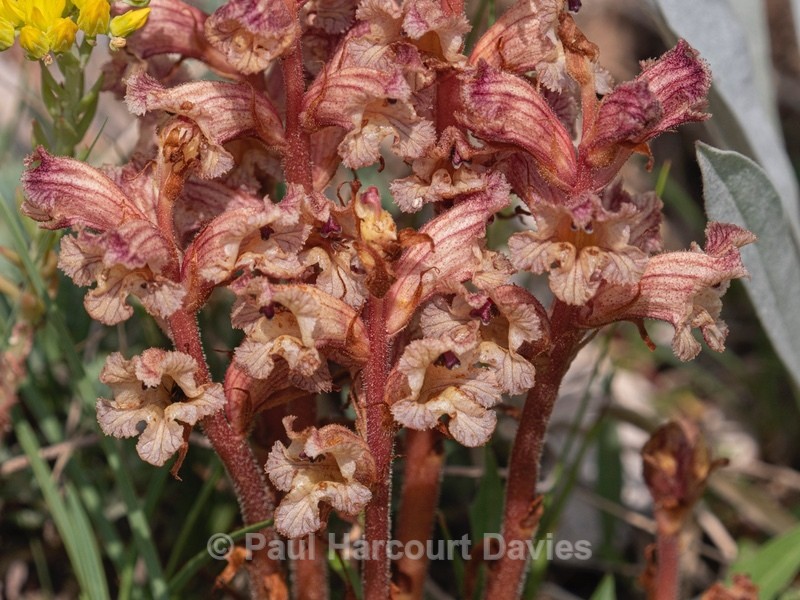 Thyme broomrape (Orobanche alba) - Flower Portraits