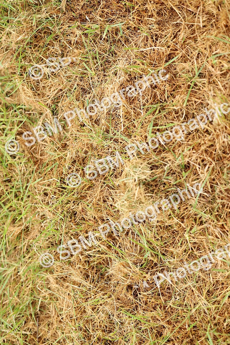 SBM_00590 - Class 58-67 - M&M Non Welsh Pony In hand