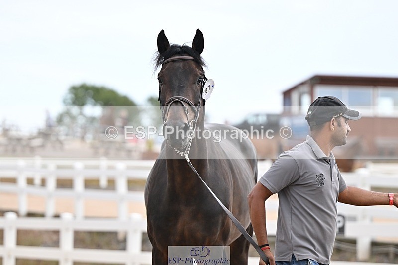 250716-145609-01531 - Trot Up 2.30 to 3.30