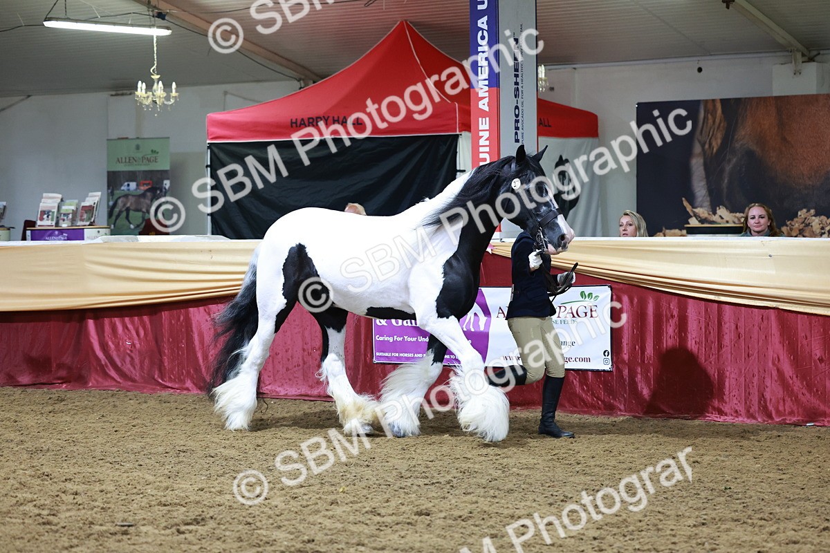 SBM_20402 - Class F - IH Small (148cm & Under)Champ