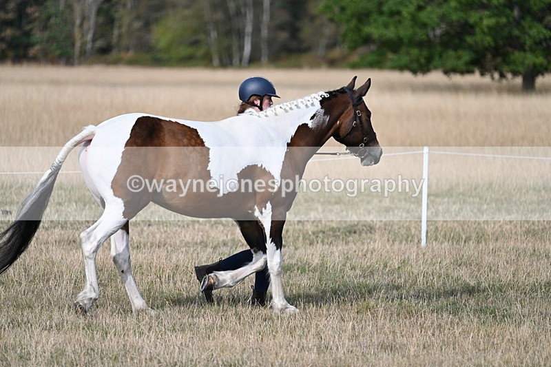 WJ7_8195 - In-hand Championship