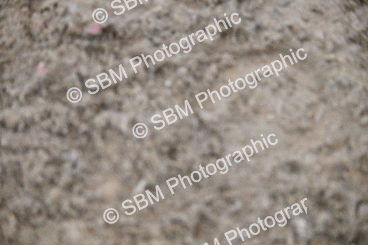 SBM_003022 - Class 37,38 - UKPSAF Performance Horse & Pony