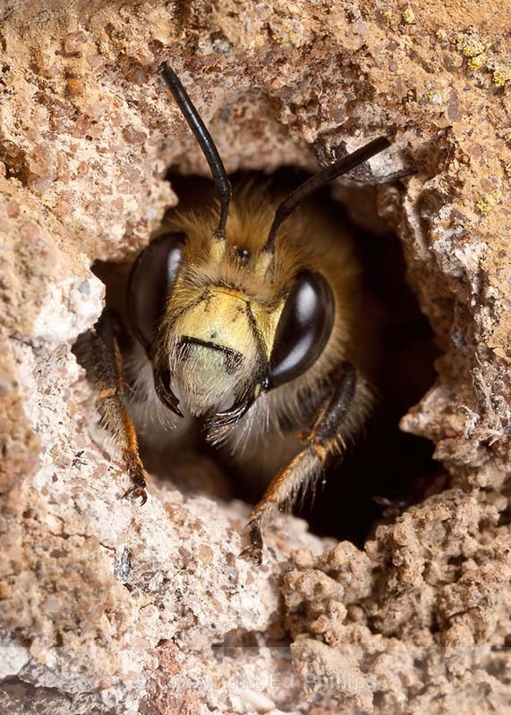 Anthophora  plumipes (m) - Anthophora plumipes