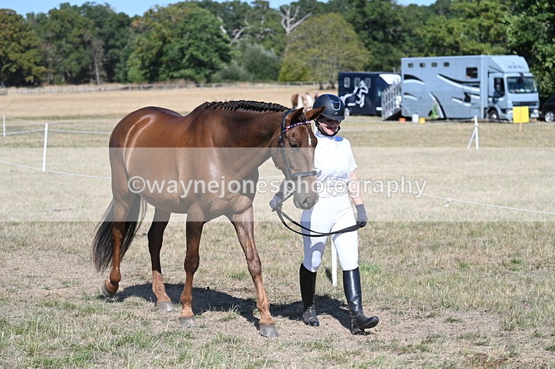 WJ7_1442 - Class 42 Most Handsome Gelding